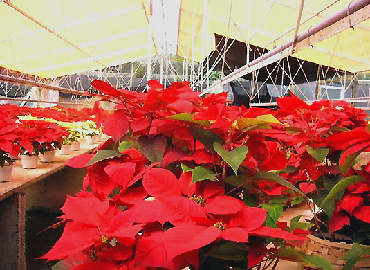 Peliculas para invernaderos