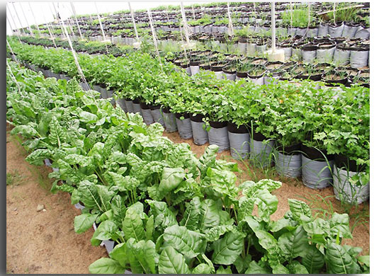 Acolchados para suelos