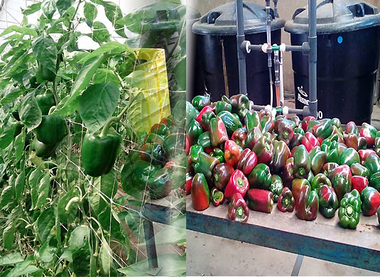 peliculas de invernaderos pdee